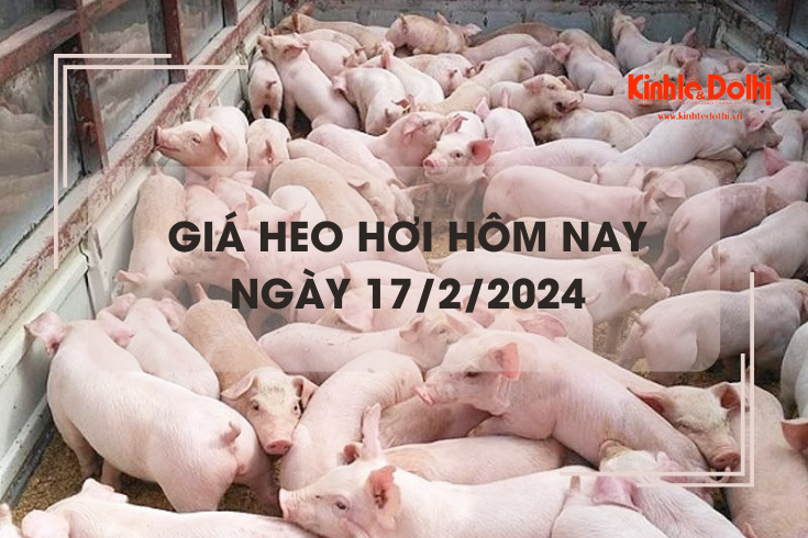 Giá heo hơi hôm nay 17/2/2024: Giảm rải rác 1.000 đồng/kg
