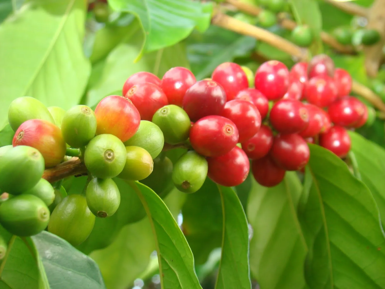 Giá cà phê hôm nay 19/2: Tiếp tục tăng mạnh, vượt 81.000 đồng/kg