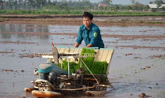 Hà Nội: Hoàn thành gieo cấy lúa Xuân trong khung thời vụ tốt nhất