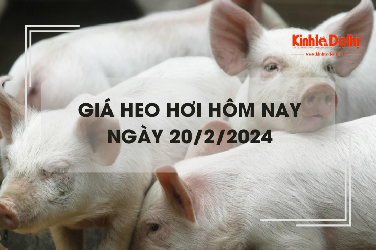 Giá heo hơi hôm nay 20/2/2024: Miền Bắc giảm nhẹ