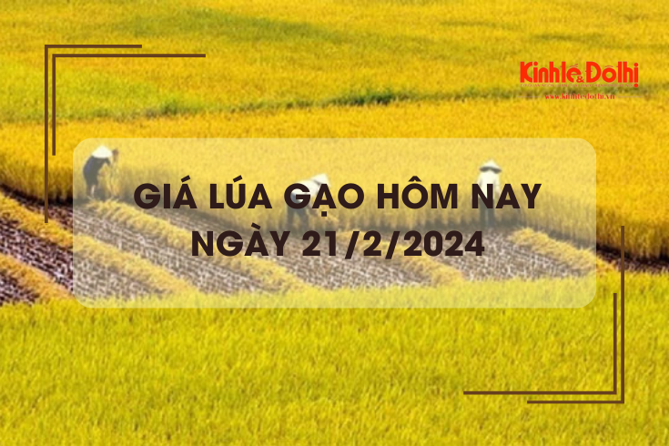 Giá lúa gạo hôm nay 21/2/2024: Giá gạo tiếp tục giảm nhẹ