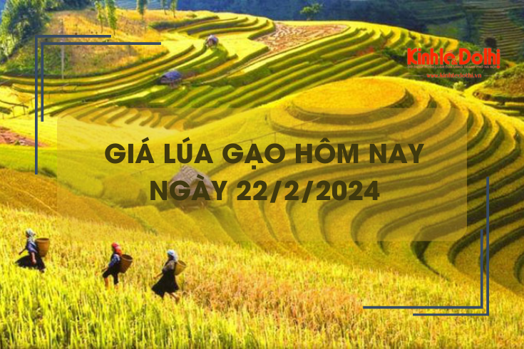 Giá lúa gạo hôm nay 22/2/2024: Đồng loạt giảm mạnh