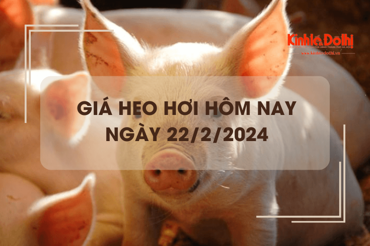 Giá heo hơi hôm nay 22/2/2024: Biến động trái chiều