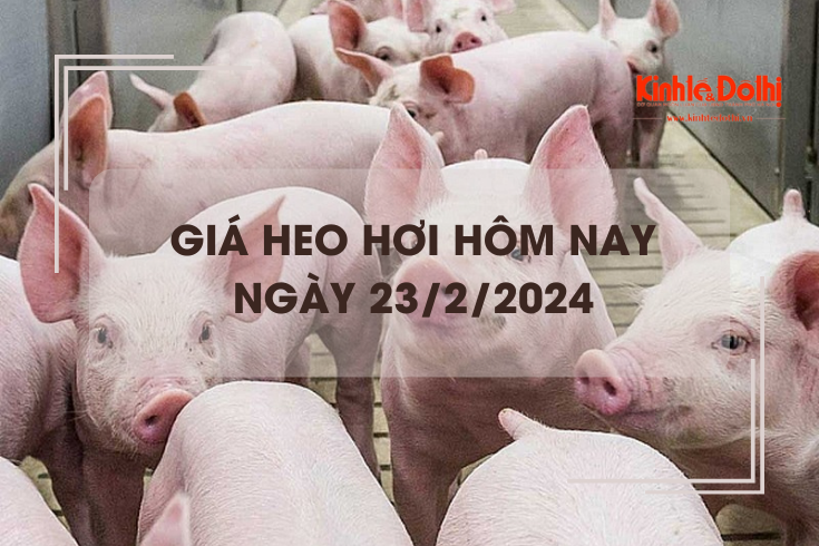 Giá heo hơi hôm nay 23/2/2024: Tăng rải rác tại một số địa phương