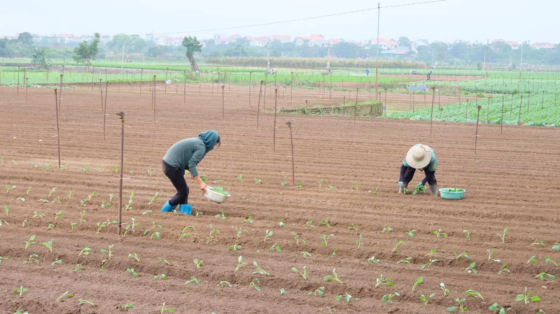 Hà Nội: Nông dân tích cực gieo trồng vụ rau mới