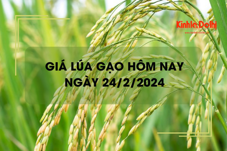 Giá lúa gạo hôm nay 24/2/2024: Giá lúa tiếp đà giảm mạnh