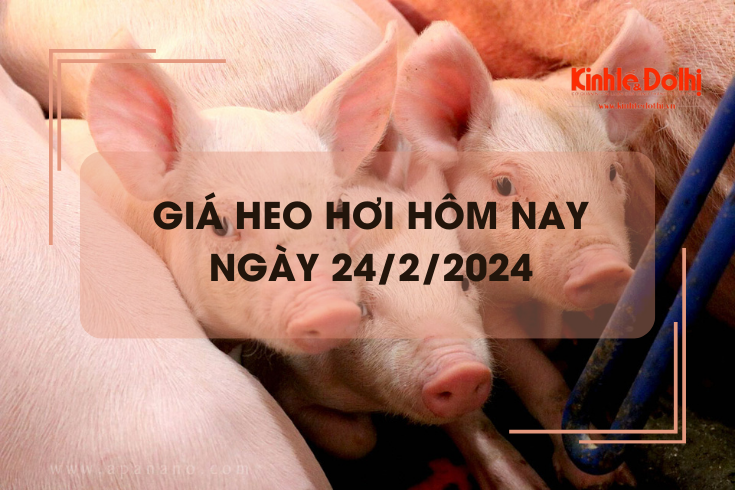 Giá heo hơi hôm nay 24/2/2024: Không ghi nhận biến động mới về giá