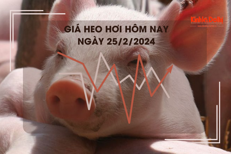 Giá heo hơi hôm nay 25/2/2024: Cao nhất 58.000 đồng/kg
