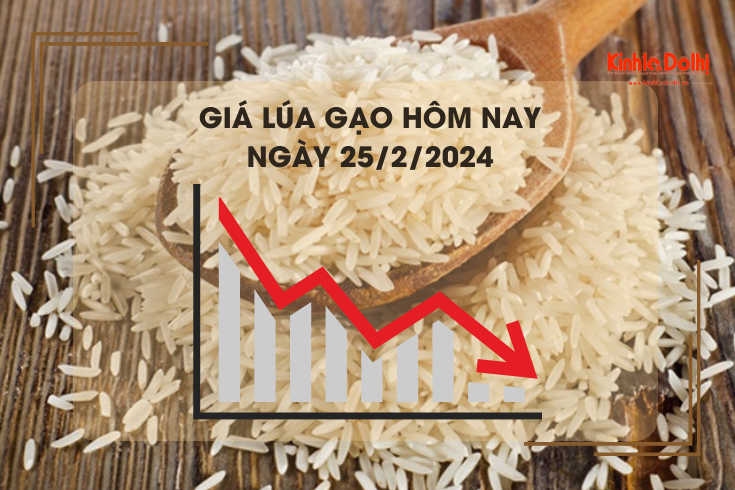 Giá lúa gạo hôm nay 25/2/2024: Giá gạo xuất khẩu giảm mạnh