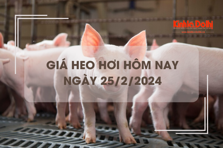 Giá heo hơi hôm nay 26/2/2024: Cao nhất 58.000 đồng/kg