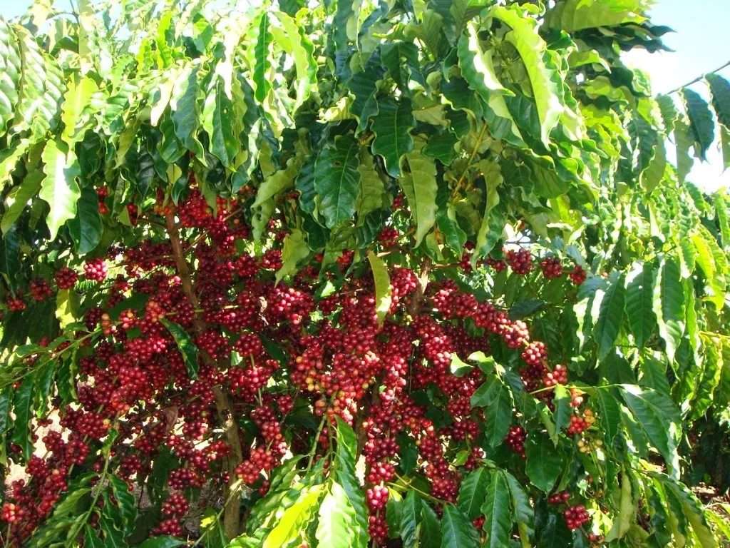 Giá cà phê hôm nay 26/2: Tăng ngay đầu tuần, vượt 82.000 đồng/kg