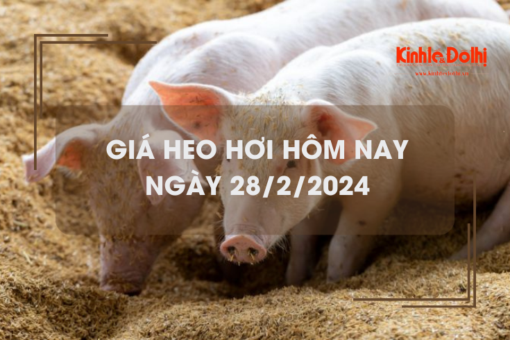 Giá heo hơi hôm nay 28/2/2024: Giảm nhẹ 1.000 đồng/kg