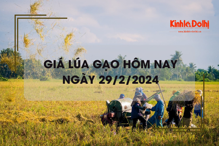 Giá lúa gạo hôm nay 29/2/2024: Giá lúa đồng loạt tăng, giá gạo chững