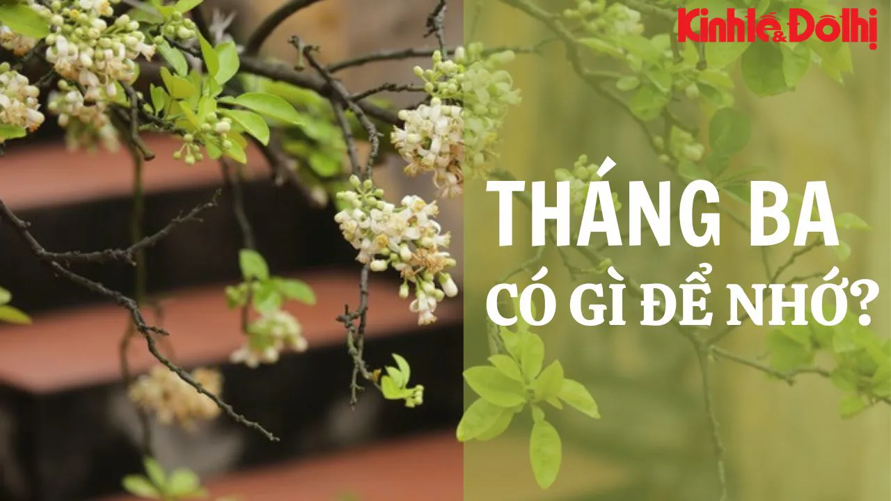 Podcast Tản văn: Tháng 3 có gì để nhớ?