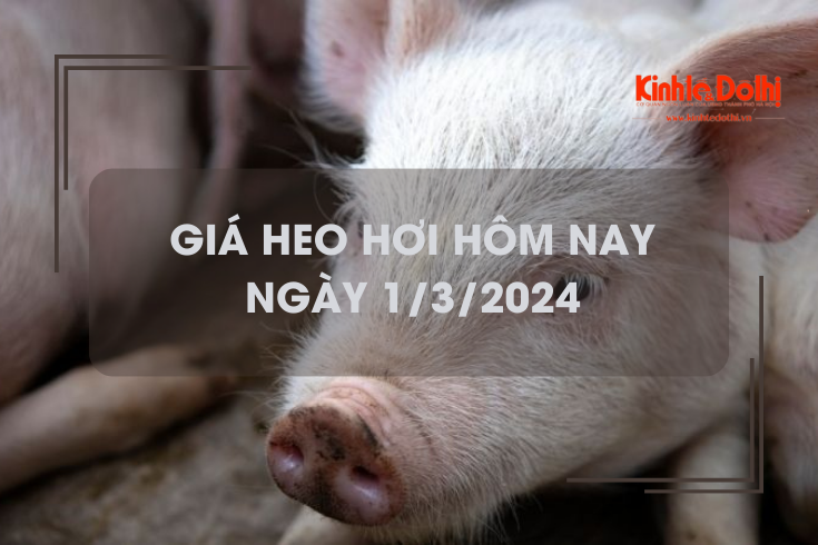 Giá heo hơi hôm nay 1/3/2024: Giảm nhẹ 1.000 đồng/kg ở các tỉnh, thành phía Nam