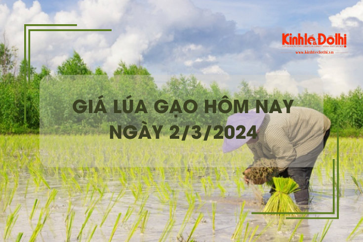Giá lúa gạo hôm nay 2/3/2024: Giá lúa giảm nhẹ, giá gạo chững