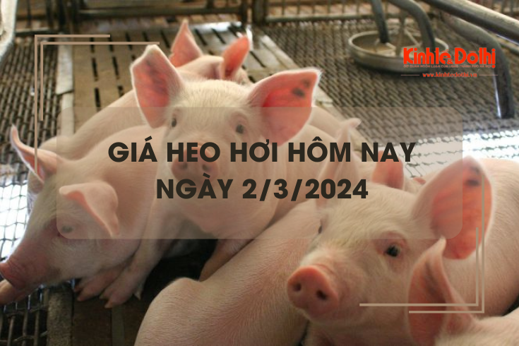 Giá heo hơi hôm nay 2/3/2024: Lặng sóng trên cả ba miền