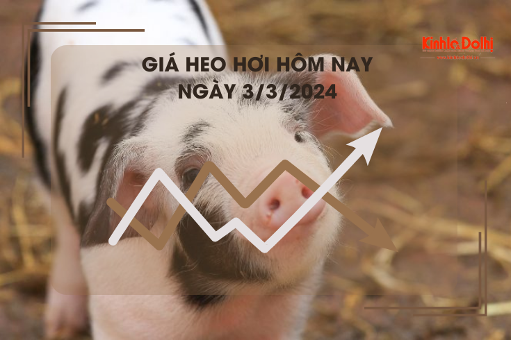 Giá heo hơi hôm nay 3/3/2024: Cao nhất 57.000 đồng/kg