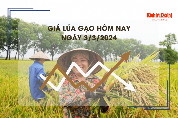 Giá lúa gạo hôm nay 3/3/2024: Giá lúa tăng, giá gạo chững