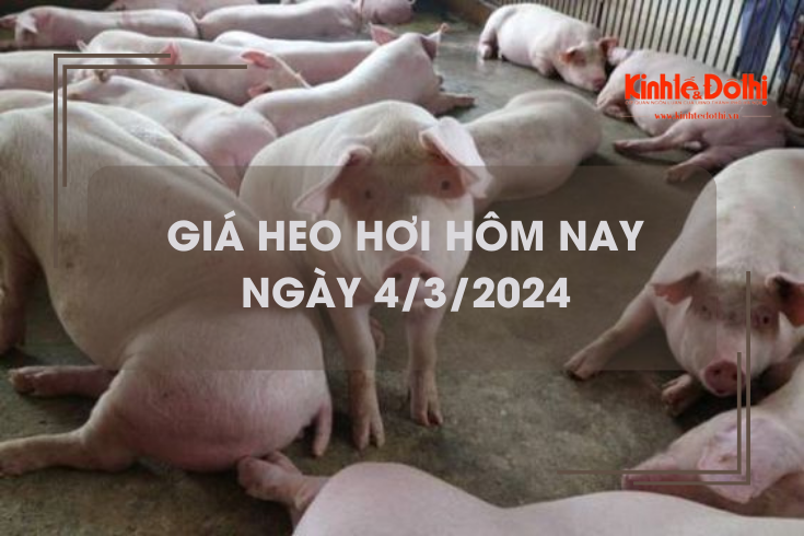 Giá heo hơi hôm nay 4/3/2024: Cao nhất 57.000 đồng/kg