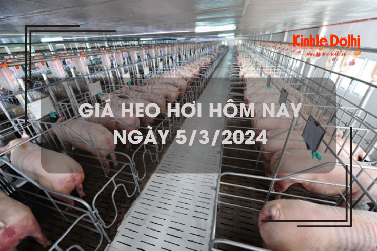 Giá heo hơi hôm nay 5/3/2024: Miền Nam tăng cao nhất 2.000 đồng/kg