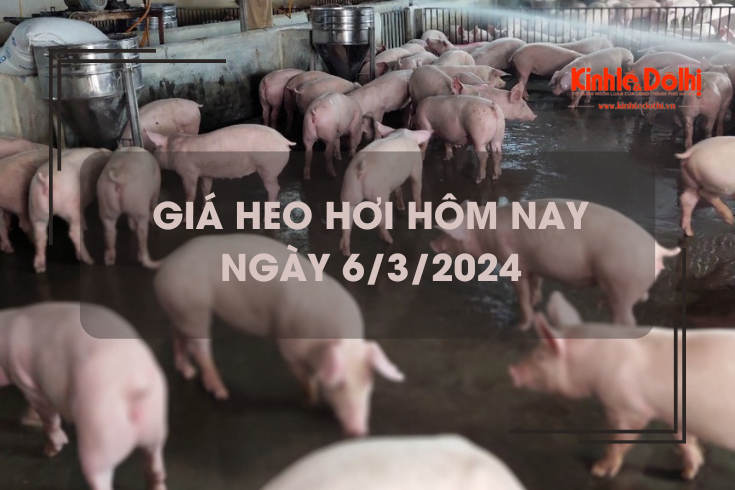 Giá heo hơi hôm nay 6/3/2024: Tăng rải rác khu vực phía Nam