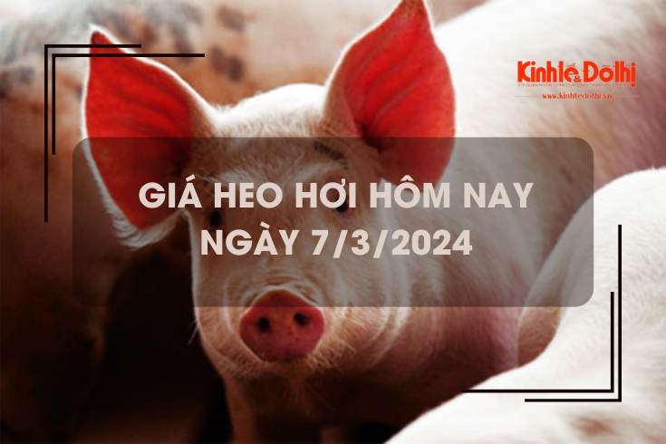 Giá heo hơi hôm nay 7/3/2024: Miền Nam tiếp tục tăng nhẹ