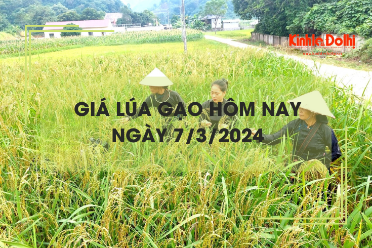 Giá lúa gạo hôm nay 7/3/2024: Giá lúa trong nước và gạo xuất khẩu tăng