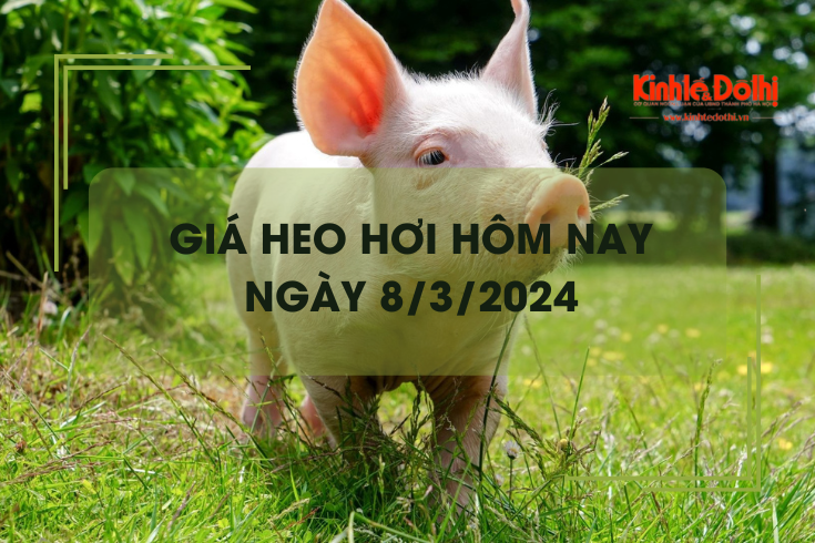 Giá heo hơi hôm nay 8/3/2024: Nhích nhẹ 1.000 đồng/kg