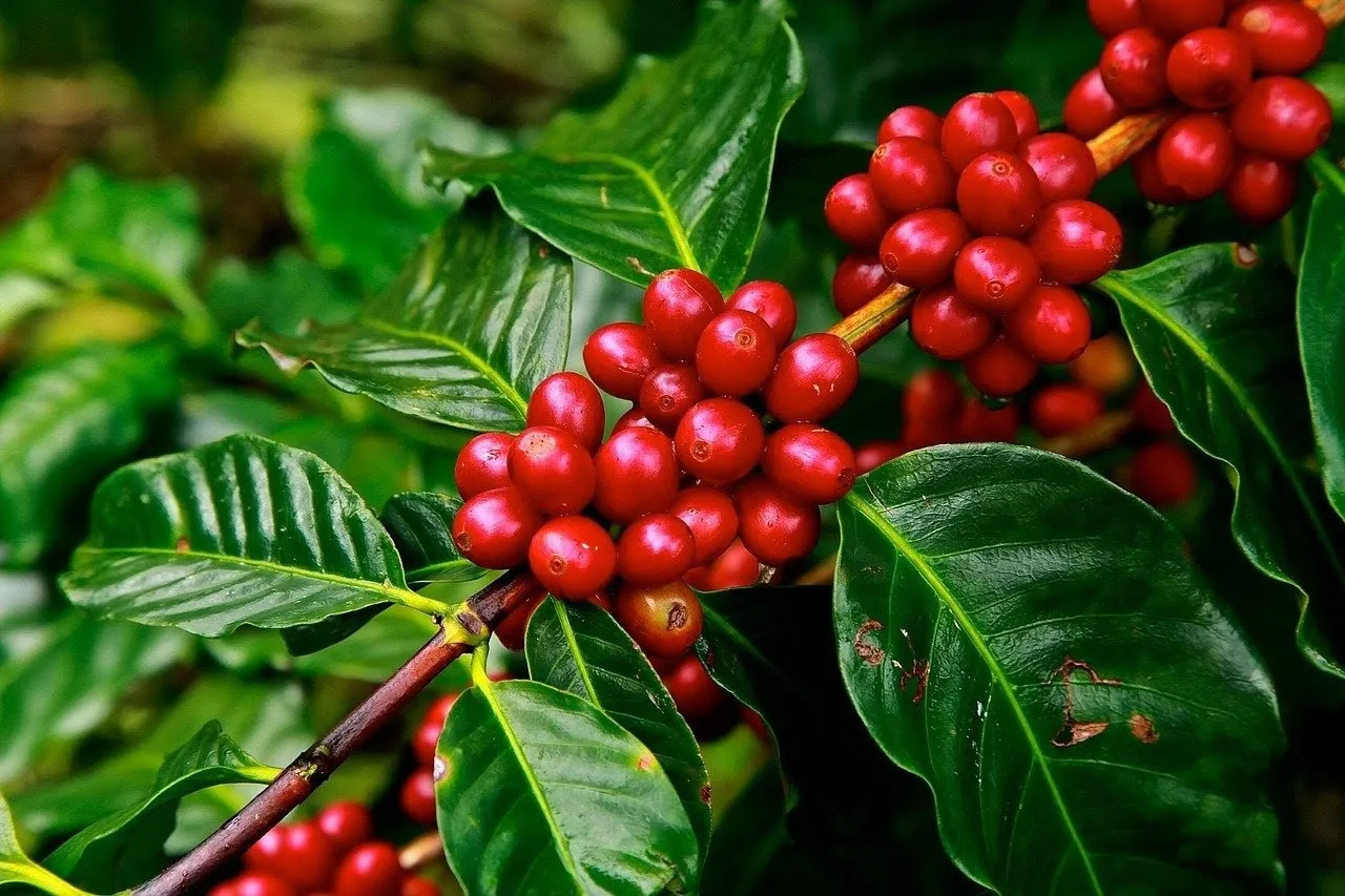 Giá cà phê hôm nay 8/3: Tiếp tục tăng sốc vượt 90.000 đồng/kg
