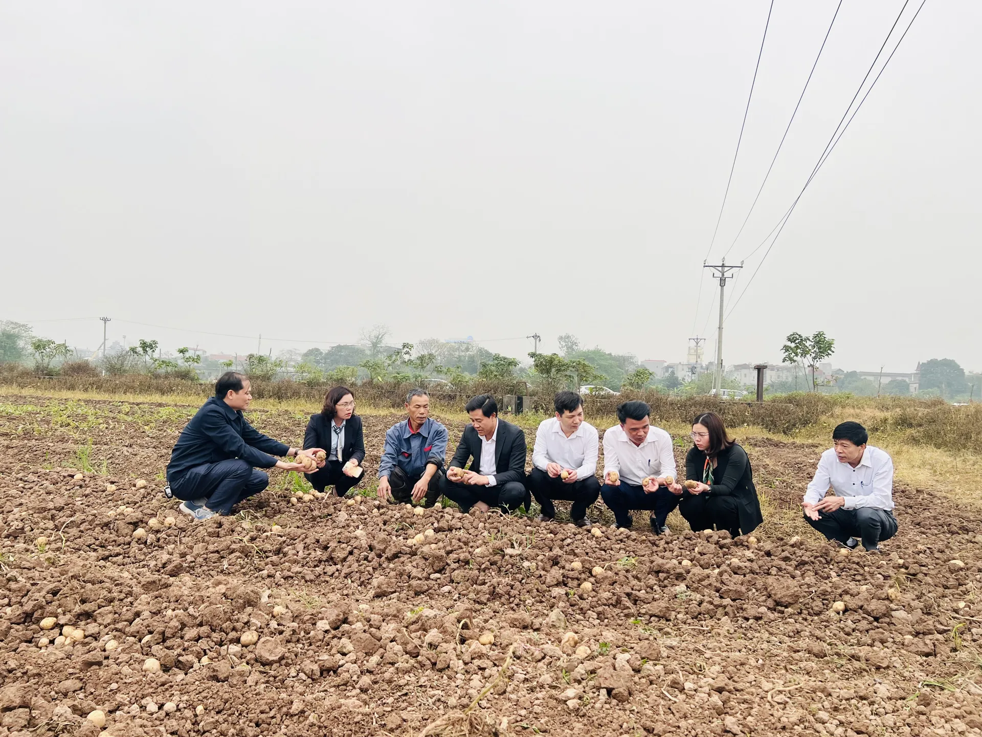 Hà Nội: Nông dân được mùa, được giá vụ khoai tây Đông Xuân 