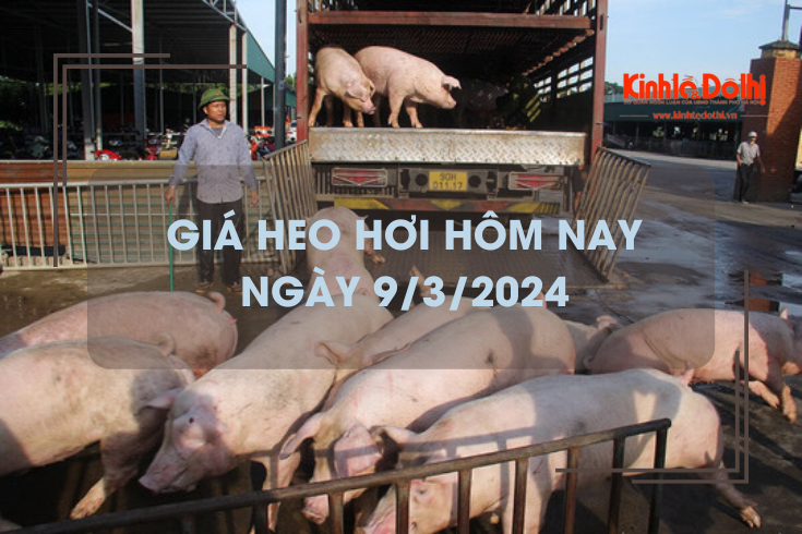 Giá heo hơi hôm nay 9/3/2024: Lặng sóng trên cả ba miền