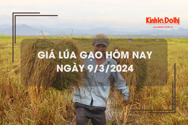 Giá lúa gạo hôm nay 9/3/2024: Biến động trái chiều