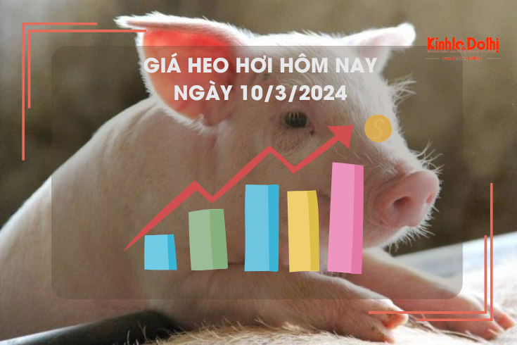 Giá heo hơi hôm nay 10/3/2024: Cao nhất 58.000 đồng/kg