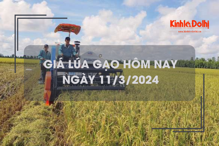 Giá lúa gạo hôm nay 11/3/2024: Duy trì ổn định