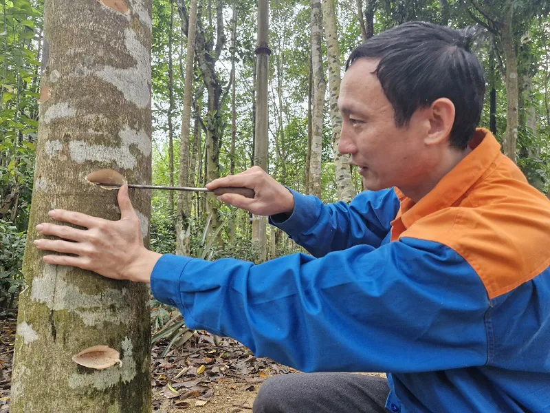 Hà Tĩnh: Nâng cao hiệu quả kinh tế cây gió trầm