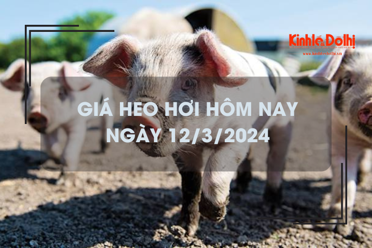 Giá heo hơi hôm nay 12/3/2024: Tiếp tục tăng 1.000 đồng/kg