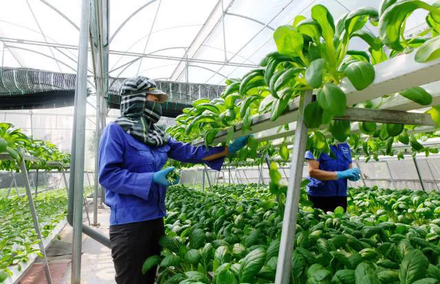 Luật Đất đai 2024: Động lực phát triển nông nghiệp hàng hóa, quy mô lớn