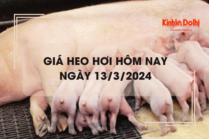 Giá heo hơi hôm nay 13/3/2024: Tăng cao nhất 2.000 đồng/kg