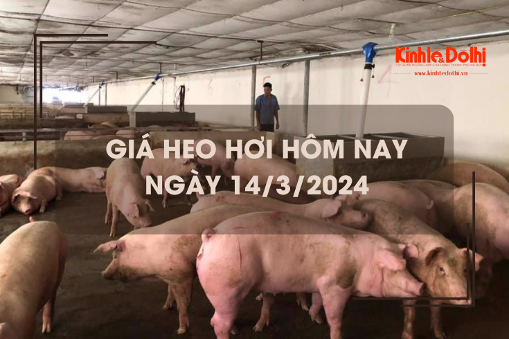 Giá heo hơi hôm nay 14/3/2024: Tăng rải rác 1.000 - 2.000 đồng/kg