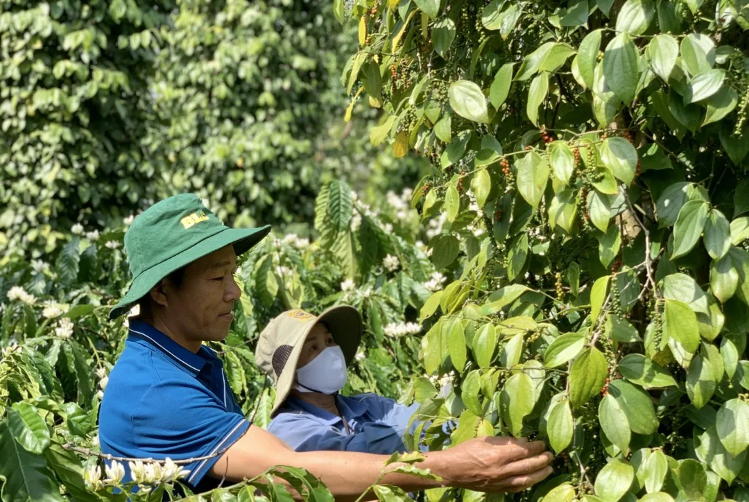 Giá tiêu hôm nay 15/3: Đồng loạt tăng, kỳ vọng yếu tố này đẩy lên 100.000dồng/kg