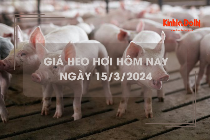 Giá heo hơi hôm nay 15/3/2024: Miền Nam tăng cao nhất 2.000 đồng/kg