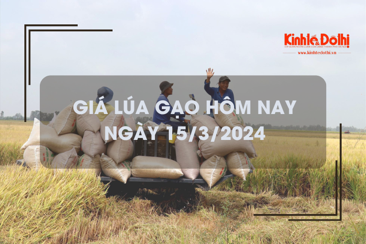 Giá lúa gạo hôm nay 15/3/2024: Duy trì ổn định
