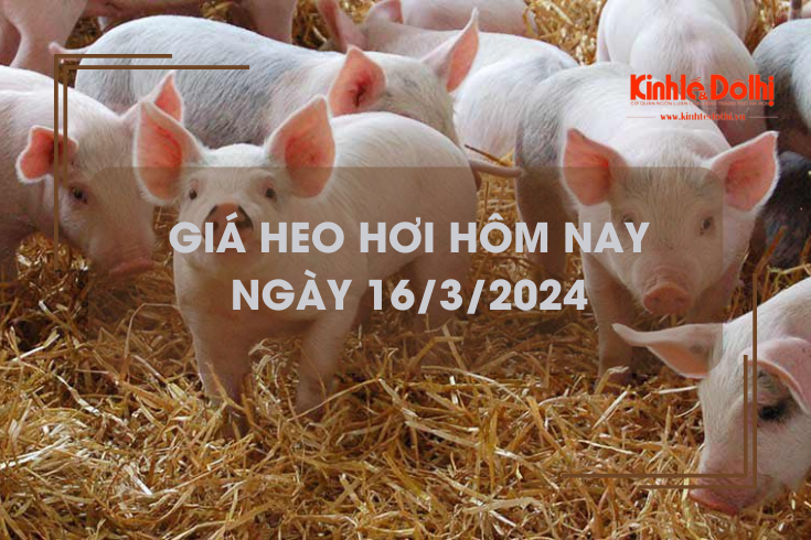 Giá heo hơi hôm nay 16/3/2024: Tăng 3.000 đồng/kg tại miền Trung