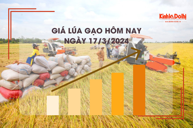 Giá lúa gạo hôm nay 17/3/2024: Duy trì đà đi ngang