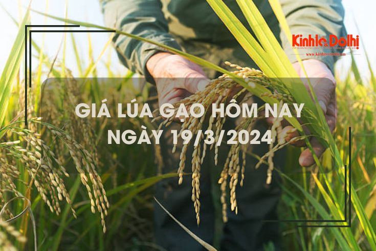 Giá lúa gạo hôm nay 19/3/2024: Thị trường giao dịch sôi động