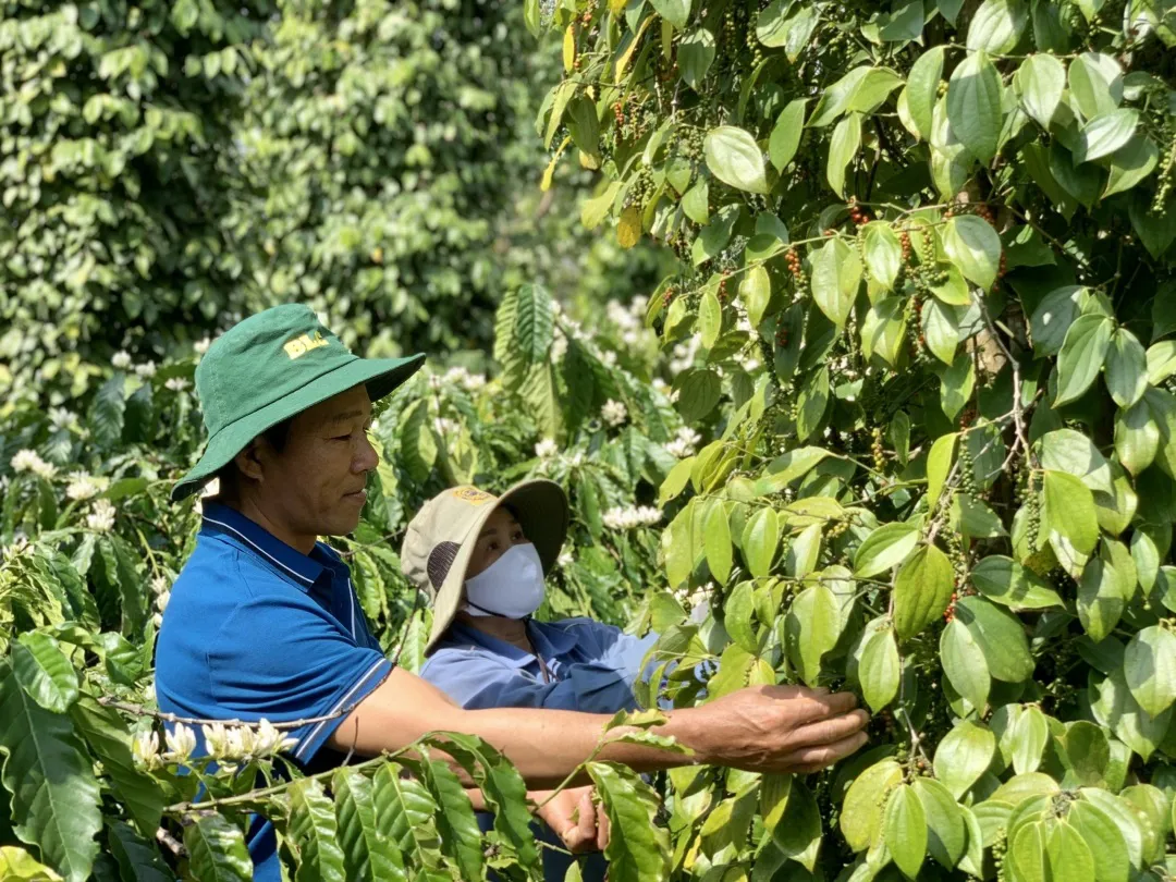 Giá tiêu hôm nay 20/3: Tăng trở lại tại Đắk Lắk, Đắk Nông, Bình Phước