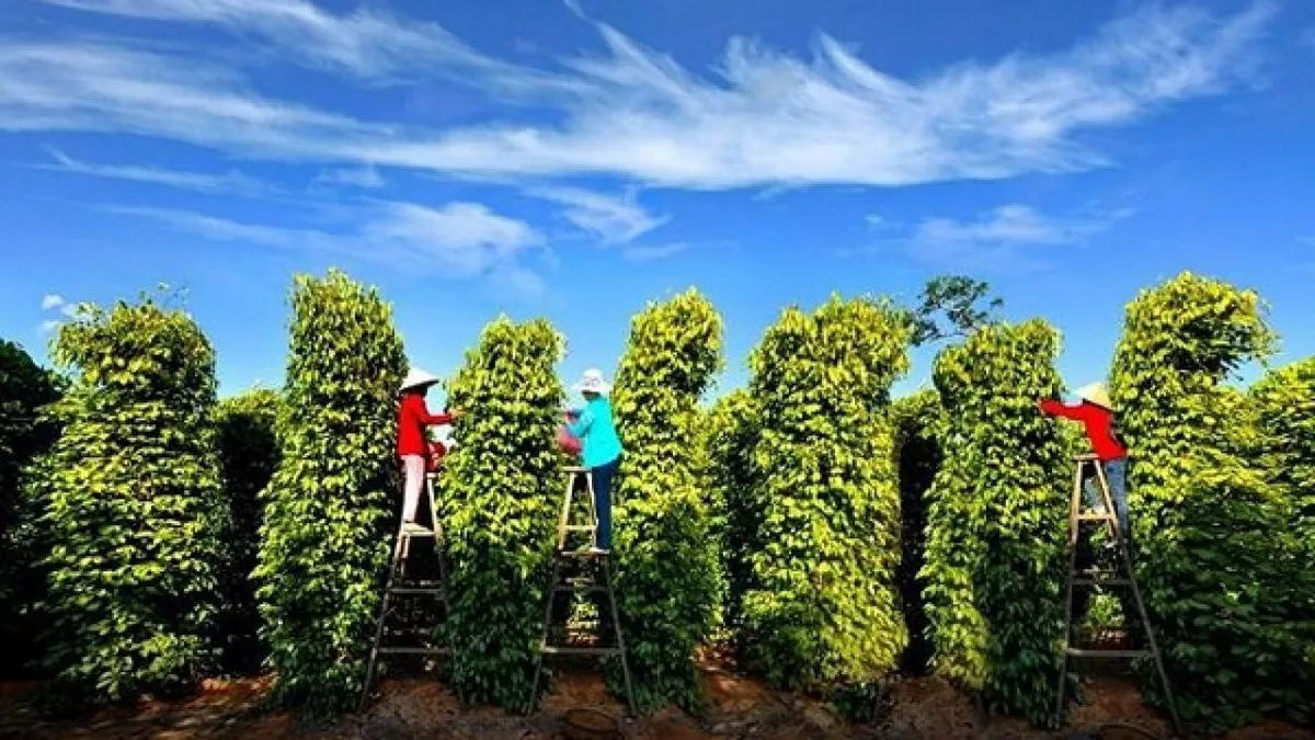 Giá tiêu hôm nay 22/3: Tăng tại Đắk Lắk- Đắk Nông, Bà Rịa thêm 500 đồng/kg