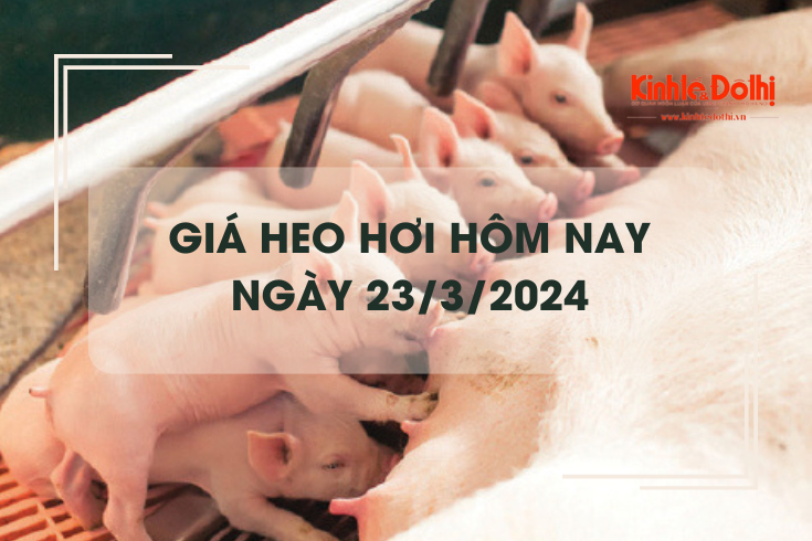 Giá heo hơi hôm nay 23/3/2024: Đồng loạt tăng trên cả nước