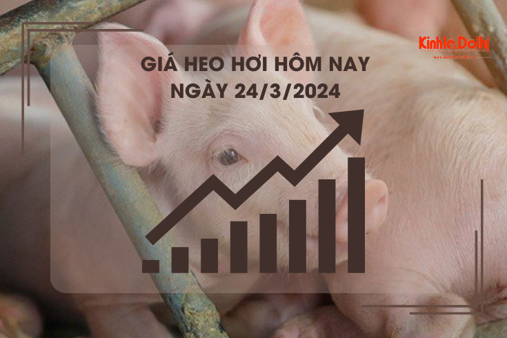 Giá heo hơi hôm nay 24/3/2024: Cao nhất 62.000 đồng/kg